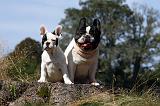 BOULEDOGUE FRANCAIS 897